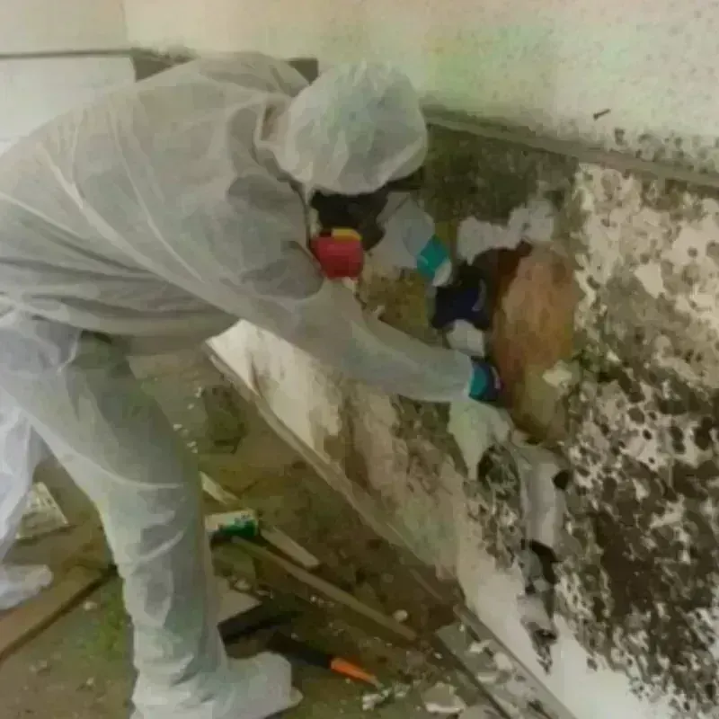 Mold Remediation and Removal in Glendale, CO